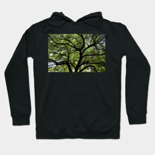 Oak Of Life Hoodie